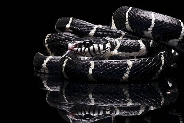 istock Black boiga snake on a black background 2253935277