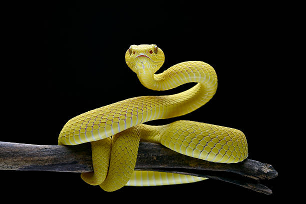 istock Yellow viper in attack position from a tree branch 2253935300