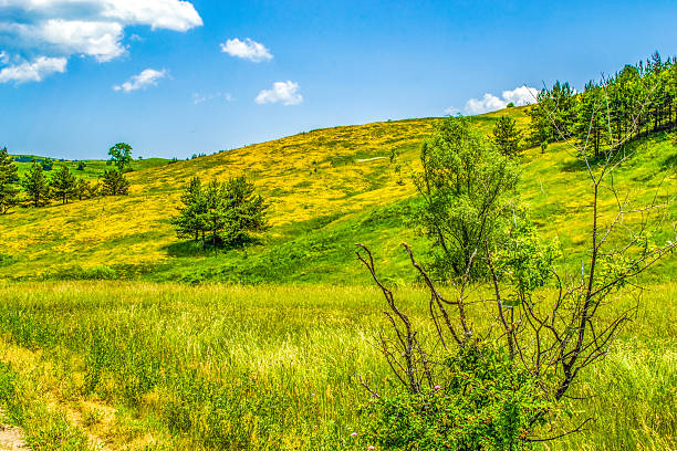 istock Blooming summer field  on sunny day Bulgaria 2253935963