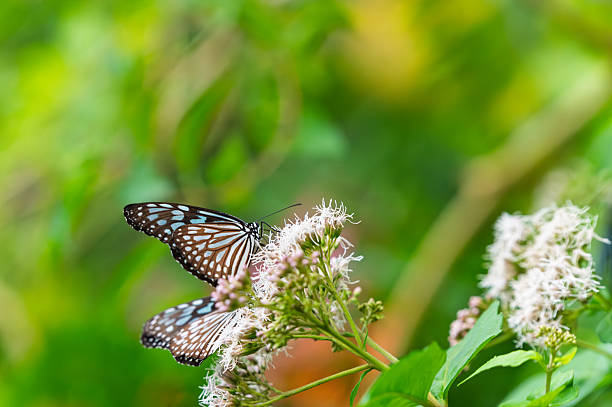 A beautiful butterfly with intricate wing patterns resting on a cluster of delicate white flowers in a lush green environment.