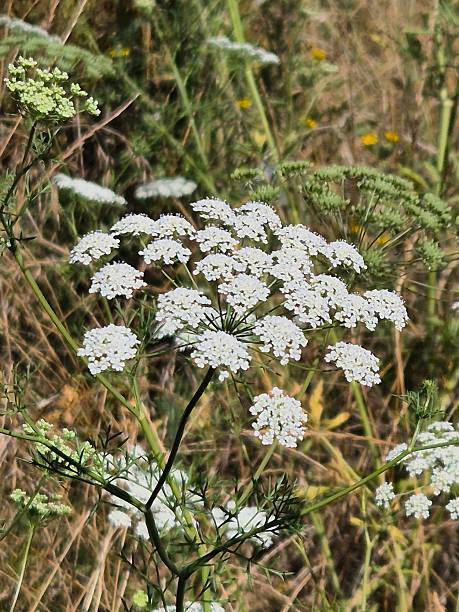 istock Delicate white wildflower cluster in natural sunlight close up 2253939960