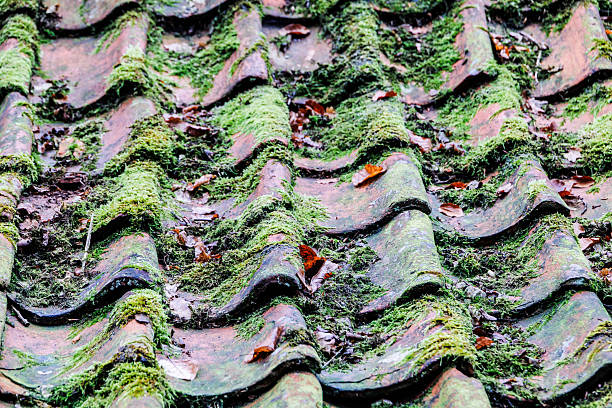 Clay Roof Tiles and Moss