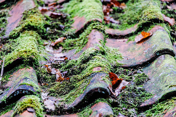 Clay Roof Tiles and Moss