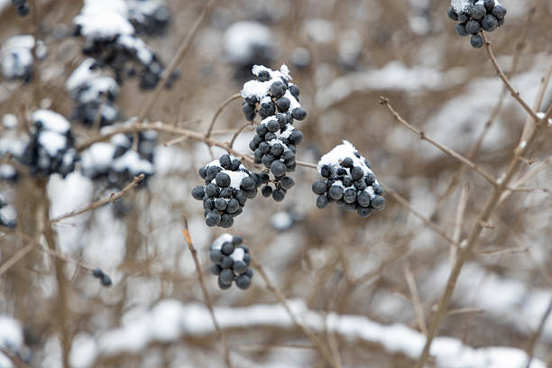 dark aronia berries hanging in clusters on bare branches, lightly dusted with fresh snow, winter landscape