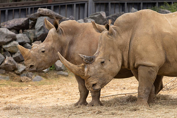 Rhinoceros
