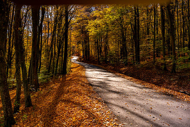 Winding road in autumn forest surrounded by trees with golden foliage and sunlight creating patterns on the path. Fallen leaves cover the ground, enhancing the serene and picturesque landscape.