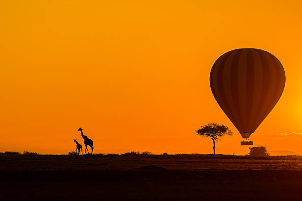 Early morning silhouette of Giraffe and its baby along with acacia tree and rising hot air Balloon.