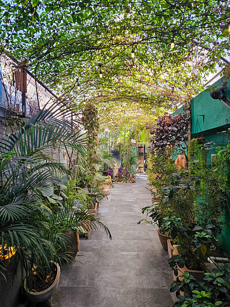 istock Inviting green patio walkway under a leafy pergola with elegant string lights 2253948398