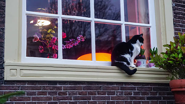 Editorial image taken on December 21, 2025, showing a black and white cat sitting on the exterior windowsill of a building in Amsterdam, Netherlands. The cat gazes into a warmly lit interior decorated with artificial flowers, glowing lights, and potted plants. The window has a cream-colored frame and multiple panes, set in a dark brick facade. A green potted plant is visible beside the window.