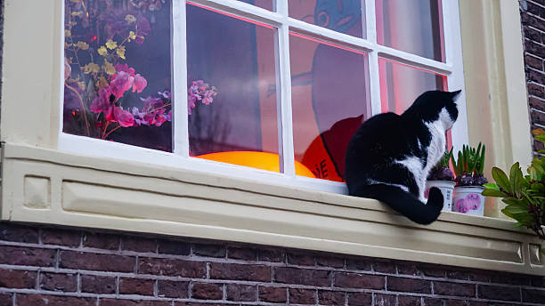 Editorial image taken on December 21, 2025, showing a black and white cat sitting on the exterior windowsill of a building in Amsterdam, Netherlands. The cat faces a warmly lit interior decorated with vibrant pink and purple flowers, glowing orange light, and potted plants. The window has a white frame and multiple panes, set in a dark brick facade with cream-colored trim.
