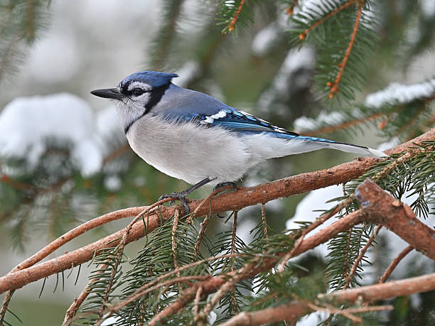 Portrait of a blue jay on a snowy evergreen bough after a major winter storm in New England