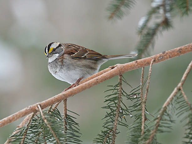 carolina wren perching on a branch in winter