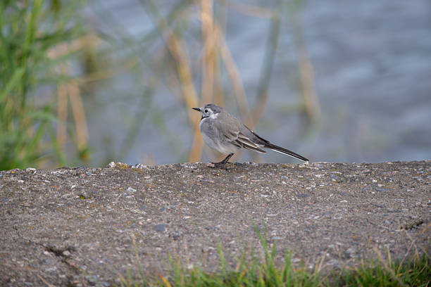 istock White wagtail standing on stone near water 2253953120