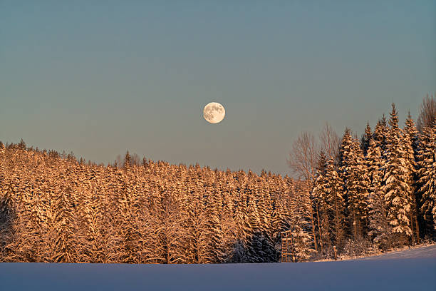 Calm winter landscape showing a bright full moon rising above a dense conifer forest covered in fresh snow. Soft evening light and a clear sky create a peaceful, atmospheric scene that conveys cold weather, and natural beauty in a winter environment.