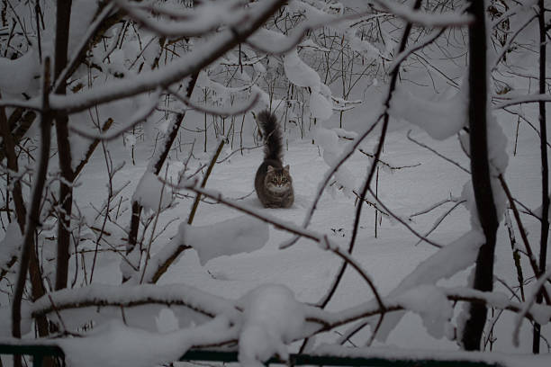 Brown and gray cat walking in deep snow, seen through snowy branches. Winter pet concept.