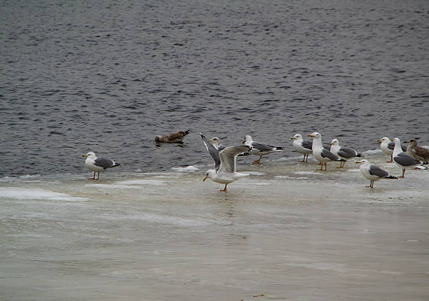 Group of seagulls standing on frozen surface near water, one bird spreading wings.