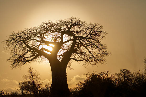 Characteristic silhouette African landscape with baobab tree backlit by sunrise in Tarangire National Park.