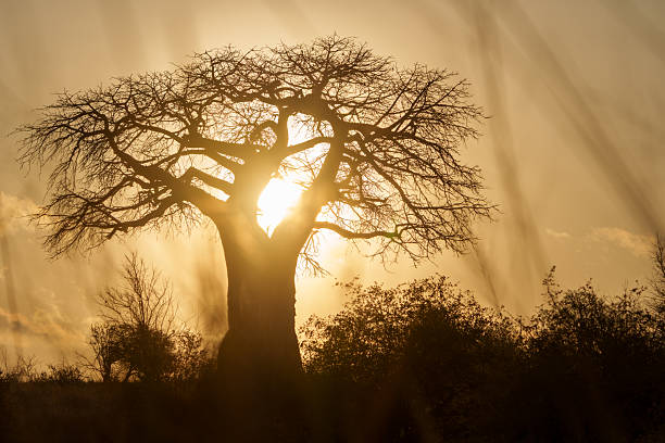 Characteristic silhouette African landscape with baobab tree backlit by sunrise in Tarangire National Park.