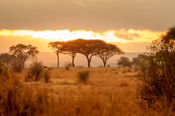 istock Trees across plains characteristically backlit by sunrise in dramatic landscape. 2253954164