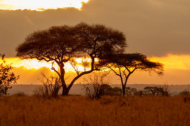 Trees across plains characteristically backlit by sunrise in dramatic landscape in Tarangire NAtional PArk, TAnzania.