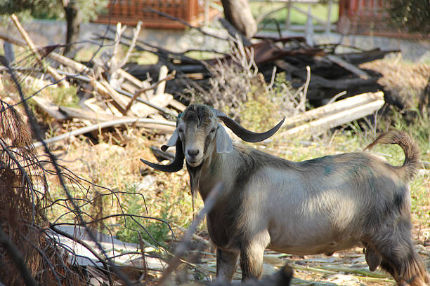 Goat posing for the camera in a natural field setting. A candid rural animal portrait capturing countryside life, curiosity, and authentic farm atmosphere.
