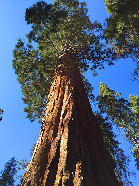 istock Look Up! Giant Sequoia, CA 2015 2253954483