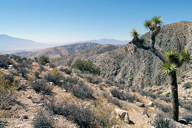 istock Joshua Tree National Park, CA 2016 2253954606