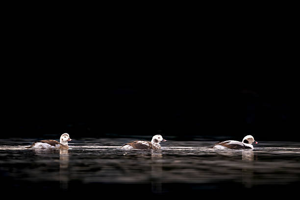Three female long-tailed ducks, Deep Bay, Vancouver Island, British Columbia, Canada