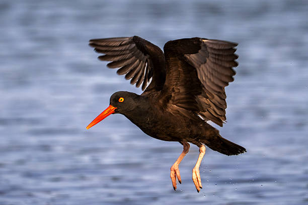 Oystercather flying, Deep Bay, Vancouver Island, British Columbia, Canada