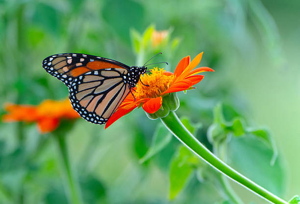 istock Butterfly- Monarch-Howard County, Indiana 2253955738