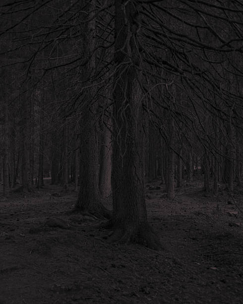 istock Echoes of the Woods 2253956216