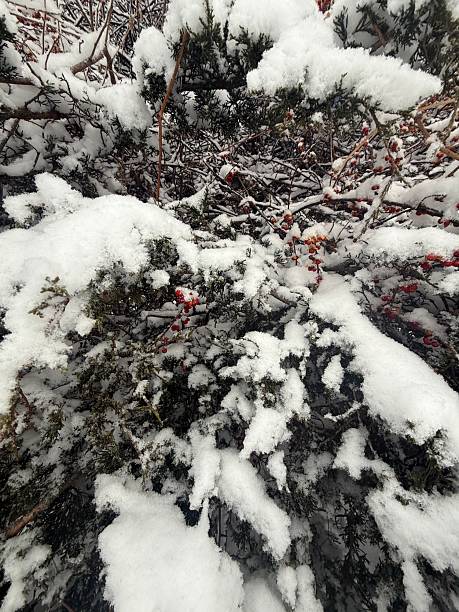 istock Winter berries coated with snow and ice 2253957513