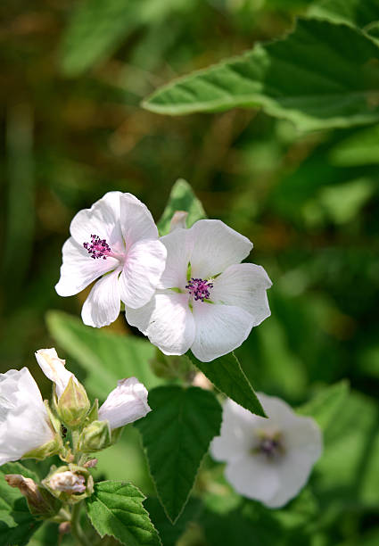 Closeup of marsh-mallow in bloom with blurred background