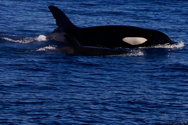 Black tail of playful juvenile Killer Whale splashes off Coast of Vancouver Island, British Columbia.  Was in a pod of three, with 2 adults.  Each individual has unique markings which can identify them.