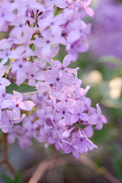 istock Blossoming purple lilac flowers springtime. 2253959682