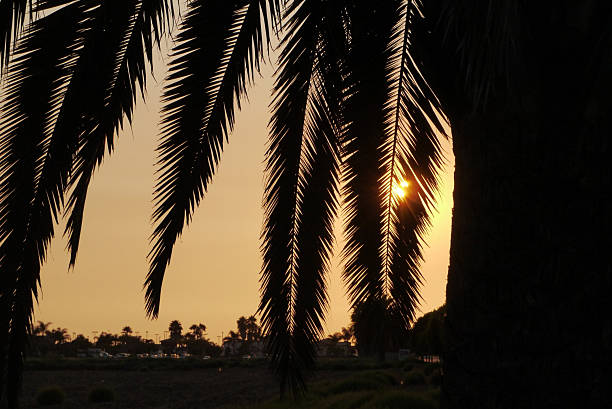 Beautiful sunset peeks through the palm fronds along Ventura CA's coastal esplinade.