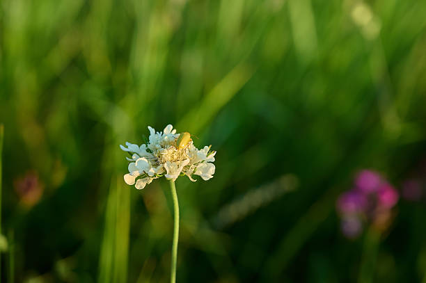 Field scabious (Knautia arvensis) on a flower meadow.
