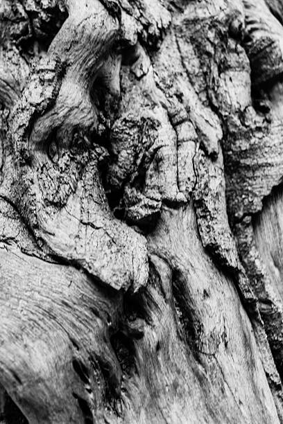 istock Close-Up Black And White Tree Bark Texture With Knotted, Weathered Wood Details 2253960189