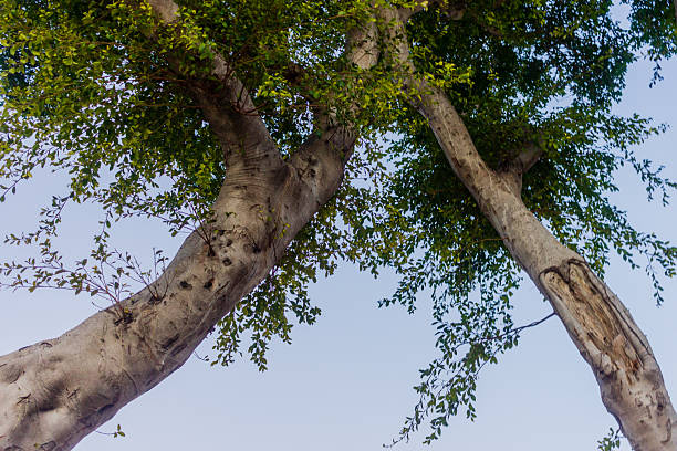 Low-angle view of a sturdy tree trunk and intertwining branches with lush leaves, set against a bright blue sky. A natural outdoor scene suitable for nature, landscape, and environmental themes.