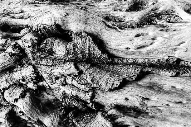 Monochrome macro of rugged tree bark revealing knots, cracks, and weathered grain. A textured natural background suitable for design, nature, or rustic themes, emphasizing age, strength, and organic pattern.