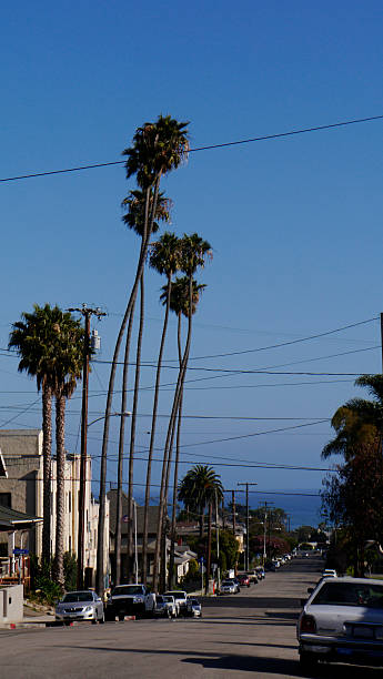 istock Grid of Palms and Wires 2253960406