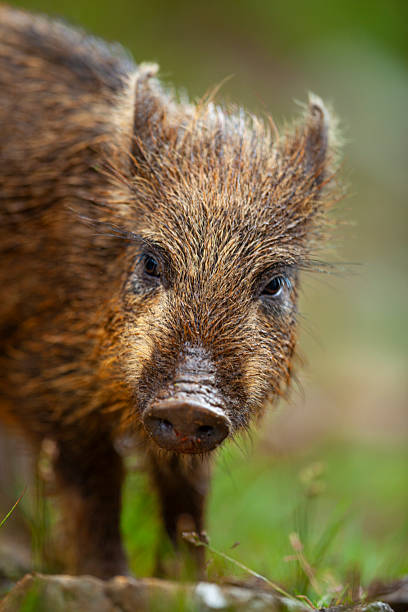 Portrait of a young wild boar (Sus scrofa) in a rewilding enclosure, Alladale Wilderness Reserve, Scotland