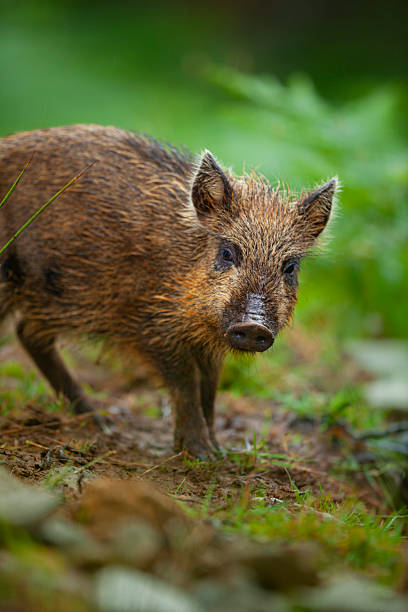 istock Young wild boar (Sus scrofa), Alladale Wilderness Reserve, Scottish Highlands 2253961101