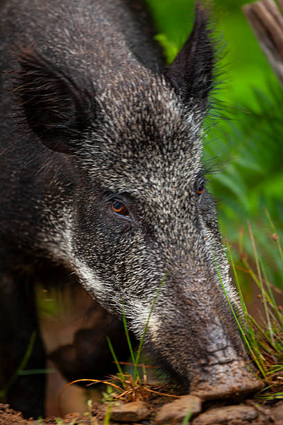 Adult wild boar (Sus scrofa) foraging in a rewilding enclosure, Alladale Wilderness Reserve, Scotland