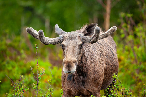 Portrait of a male European elk (Alces alces) or moose in a rewilding enclosure, Alladale Wilderness Reserve, Scotland. Elk were once native to Britain but went extinct due to hunting and habitat loss.
