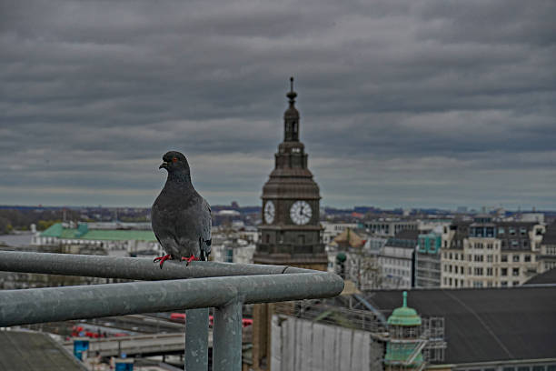 istock A pigeon sitting idly over a railing on a building rooftop. A clocktower can be seen against the backdrop of the cloudy sky alongwith cityscape 2253961297