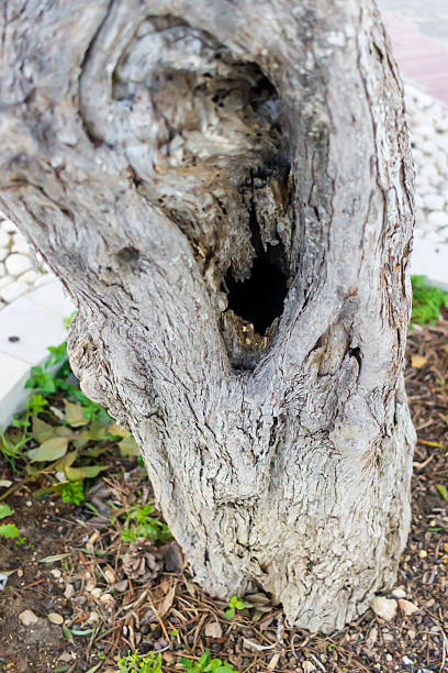 A rugged, weathered tree trunk shows a dark hollow cavity, surrounded by textured bark, leaves, and soil. The outdoor scene conveys nature, decay, and resilience in a garden-like area.