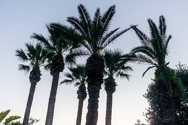 istock Three Tall Palm Trees Standing Against Clear Blue Sky Creating a Serene Tropical Scene 2253961574