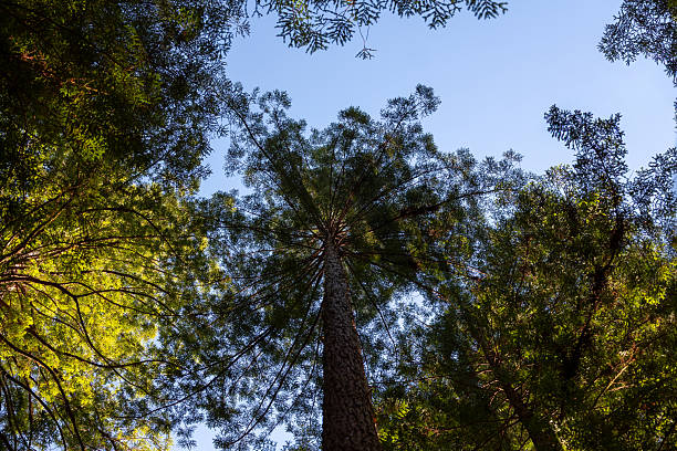 istock Vertical view of redwood trees 2253962535