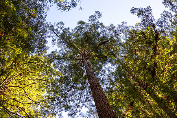 Vertical view of redwood trees